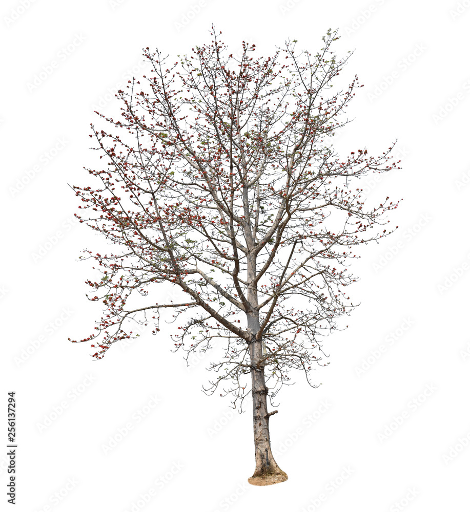 Obraz premium Trees without leaves isolated on white background.