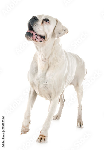 white boxer in studio