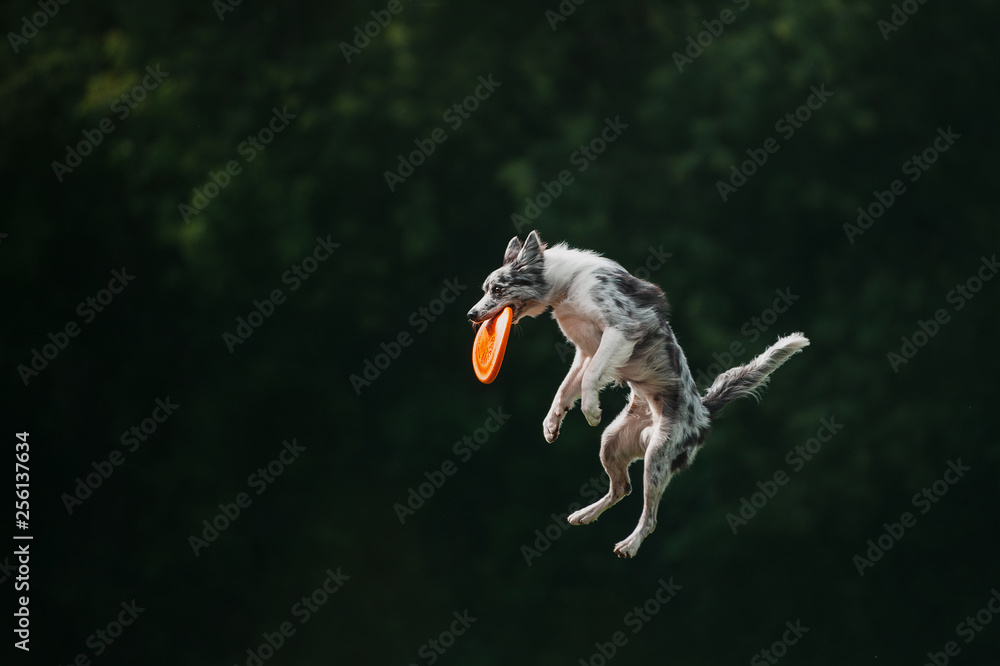 Dog catch by teeth disk on fly in air