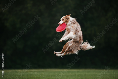Dog catch by teeth disk on fly in air