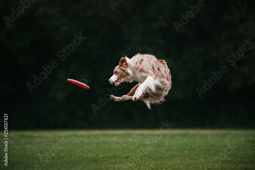 Dog is jumping in air to catch disc on green background