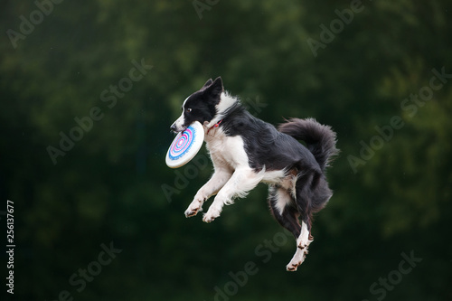 Dog catch by teeth disk on fly in air