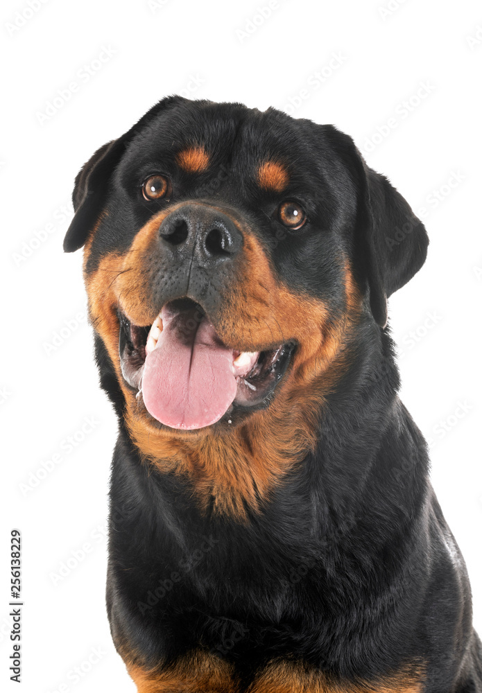 rottweiler in studio