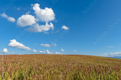 field with cloud blue sky countryside in tuscany Italy