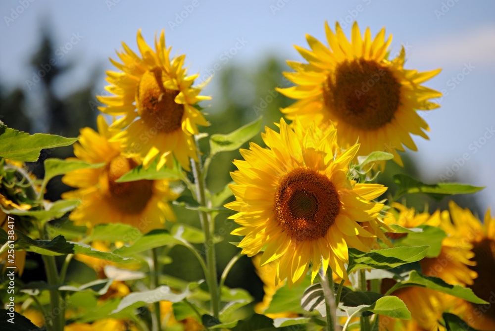 Fototapeta premium Tournesols
