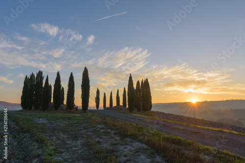 group of tree in tuscany Italy morning sunrise  colorful sky