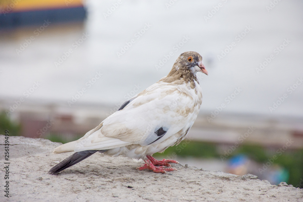 Beautiful dove against the background of the city Beautiful dove against the background of the city