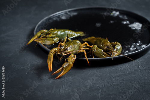 Live crayfish run away from the ice plate. Black background  side view  space for text.