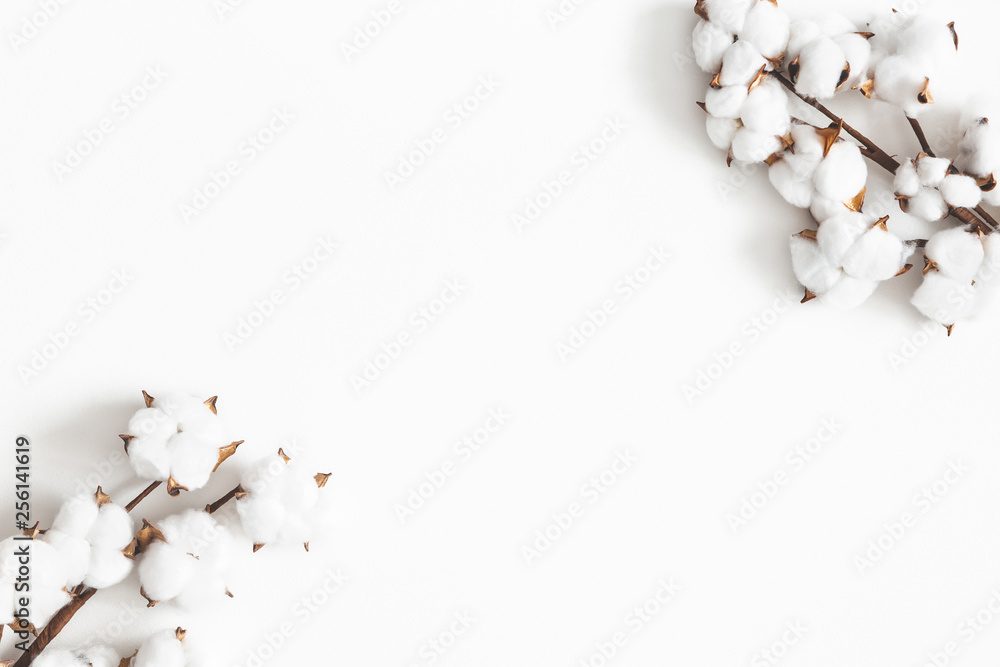 Flowers composition. Cotton flowers on white background. Flat lay, top view, copy space - obrazy, fototapety, plakaty 