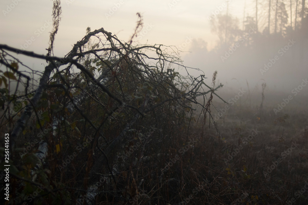Obraz premium sunrise in the forest