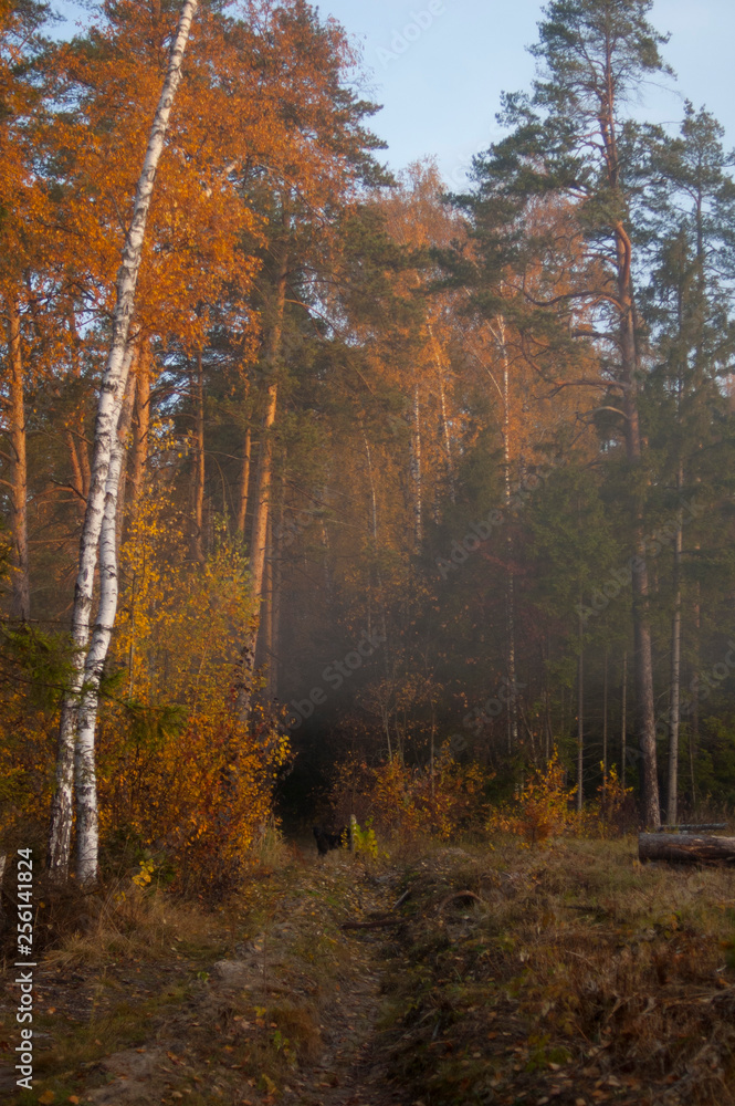 Fototapeta premium forest in autumn