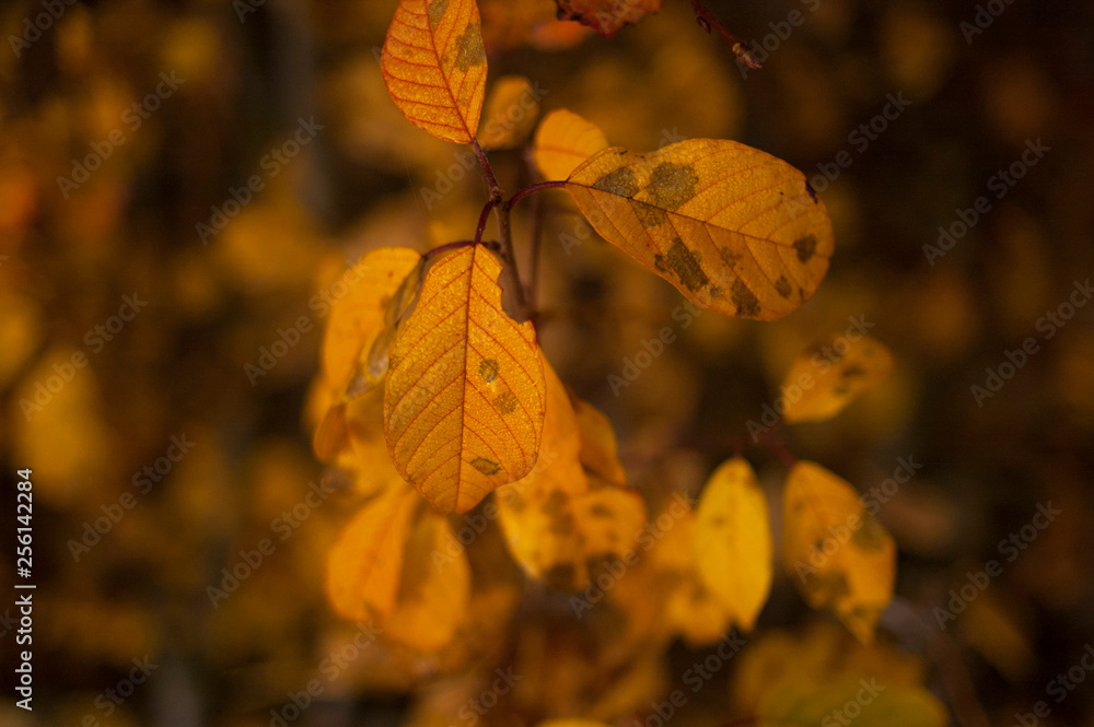Obraz premium autumn leaves on tree