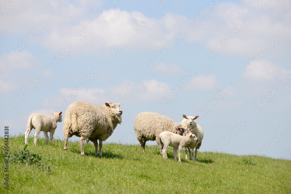 sheep and lamb standing on pasture