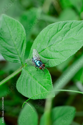 house fly on the leaf