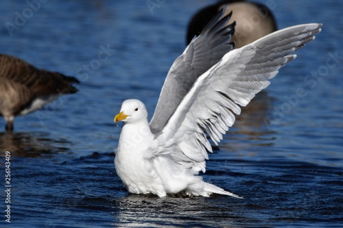 かもめ　Gull　Seagull