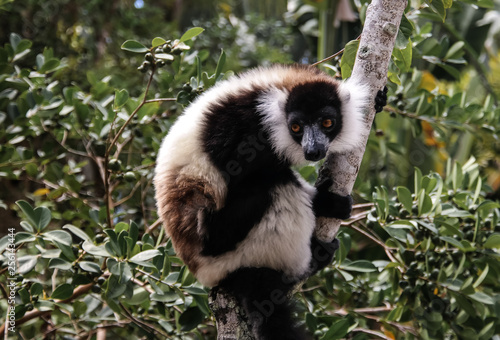 Portrait of black-and-white ruffed lemur aka Varecia variegata or Vari lemur at the tree, Atsinanana region, Madagascar photo