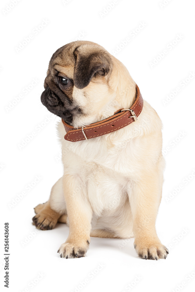 Obraz premium Pug dog isolated on a white background