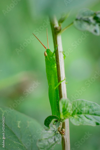 green grasshopper on the stem of the plant