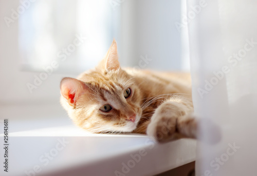 Big red cat lying on bright windowsill