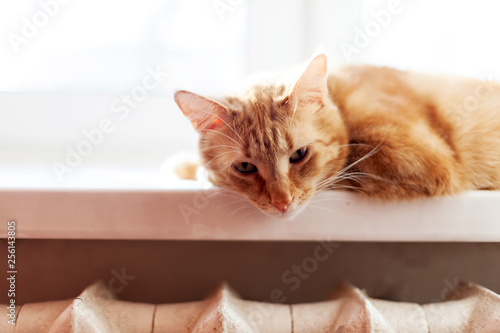 Big red cat lying on bright windowsill at home.