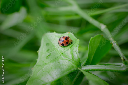 ladybug on the leaf, macro photography