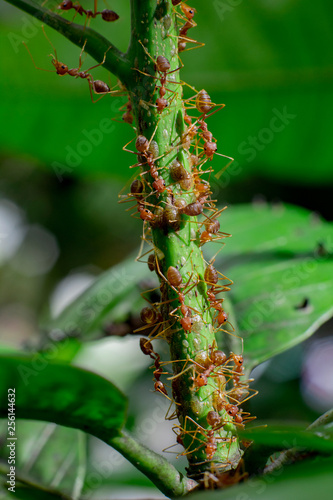 red ants on tree trunks © anwar