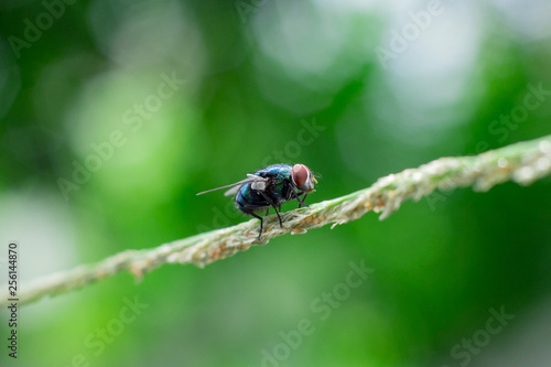 Photos house fly on the reeds