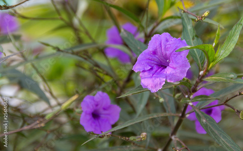 Ruellia tuberosa purple flowers blooming beautifully on a tree in the garden.