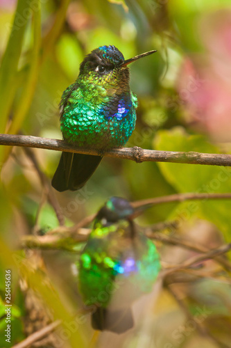 Fiery-throated Hummingbirds in costarican tropical mountains, Central America