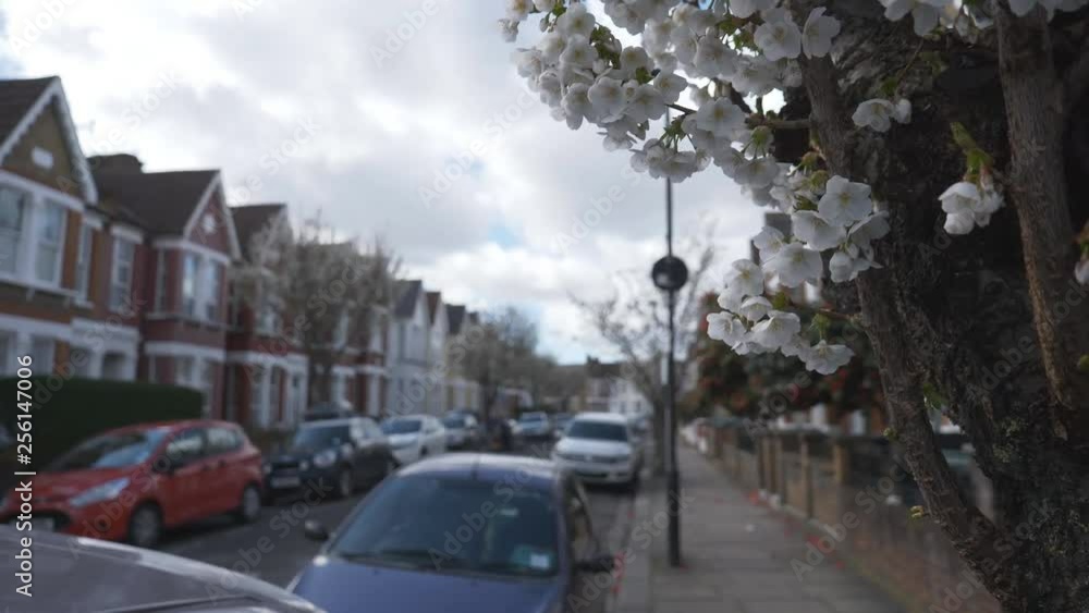 White spring flowers growing on a tree beside a street. White spring flowers growing on a tree beside a street.