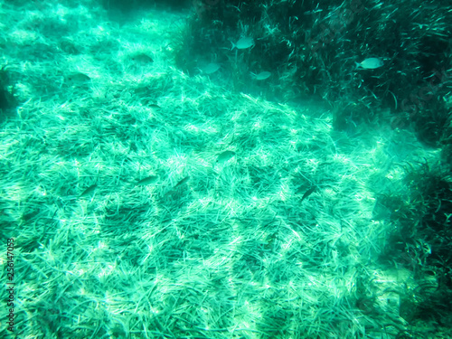 Nice green algae in water of sea