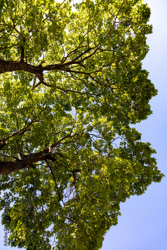 Fototapeta premium green leaves of a tree