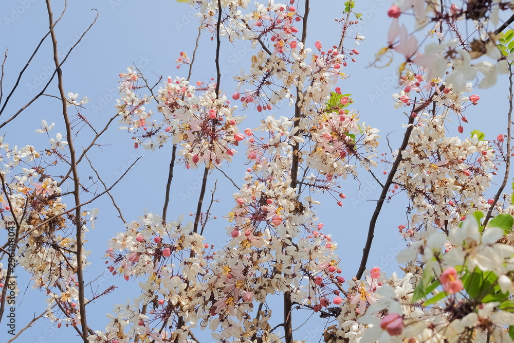 Beautiful pink flowers of Cassia Bakeriana Craib cherry blossom on branches with blue sky background, other names Wishing Tree and Pink Shower. Beautiful pink flowers of Cassia Bakeriana Craib cherry blossom on branches with blue sky background, other names Wishing Tree and Pink Shower.