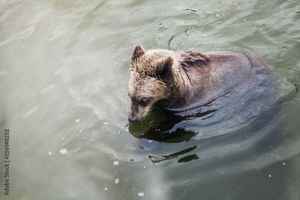 Fototapeta premium Brown bear floats in water