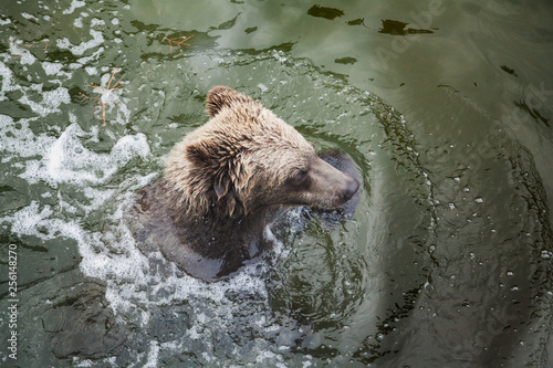 Brown bear floats in water