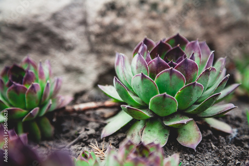 beautiful green bush of echeveria grows on ground