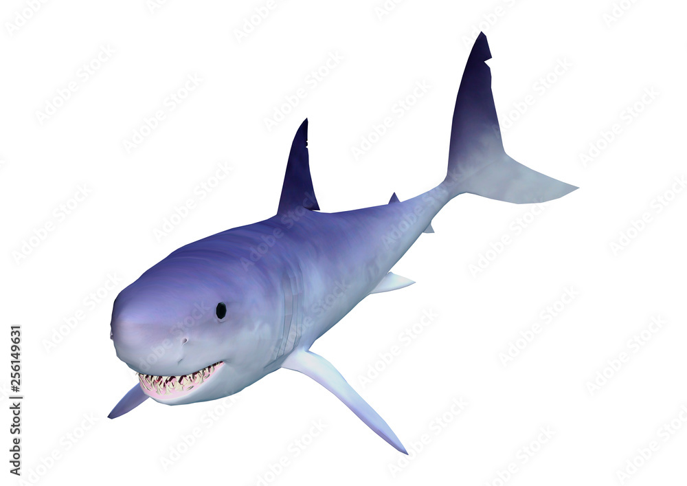 3D Rendering Shark on White 3D Rendering Shark on White
