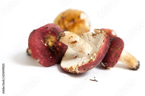 Group of mushrooms russula on white background