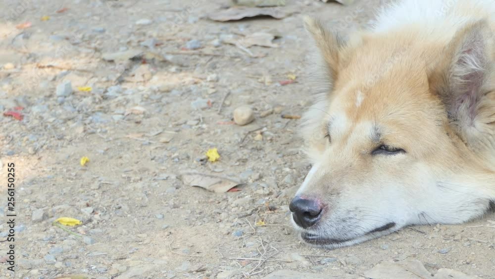 Dog Breathing Sick. Dog Breathing Sick.