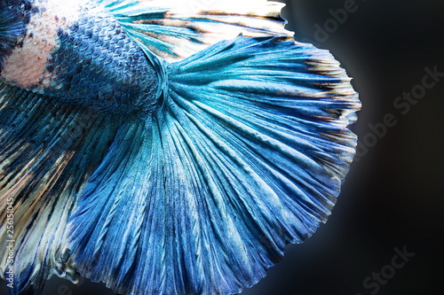 Siamese fighting fish,Betta splendens,blue fish, Blurred background, Halfmoon Betta. photo