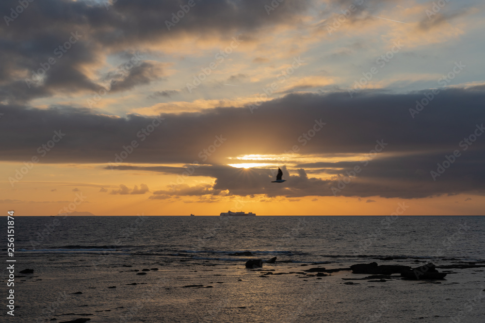Bird in the sunset Bird in the sunset