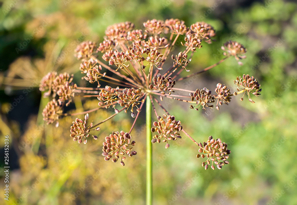 Fennel blossoms. Fennel flowers. Fennel seeds. Seasoning for food. Fennel in a garden Fennel blossoms. Fennel flowers. Fennel seeds. Seasoning for food. Fennel in a garden