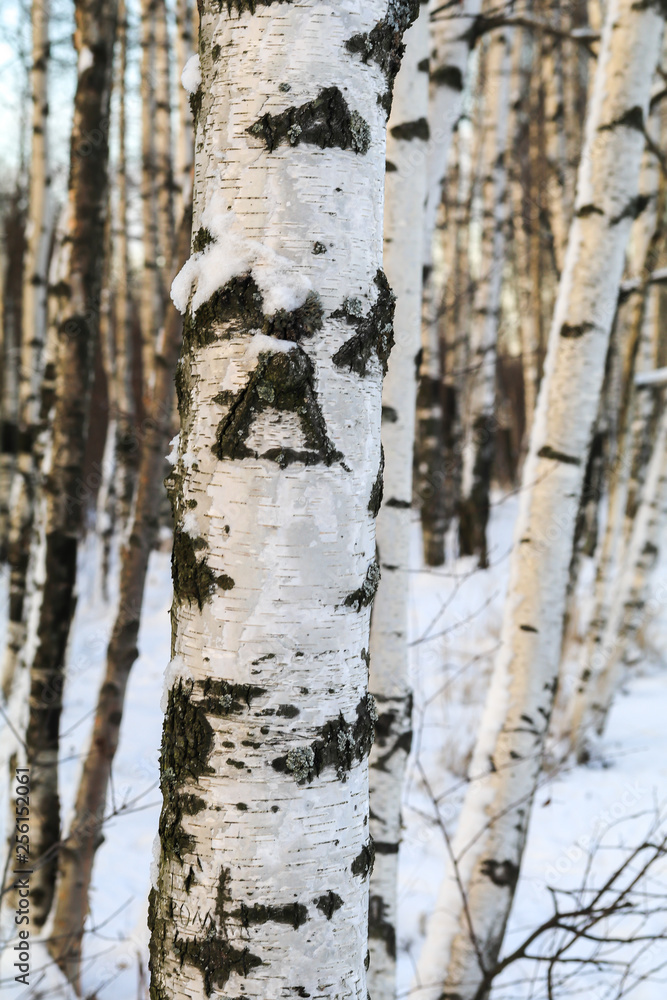 Obraz premium birch in winter forest