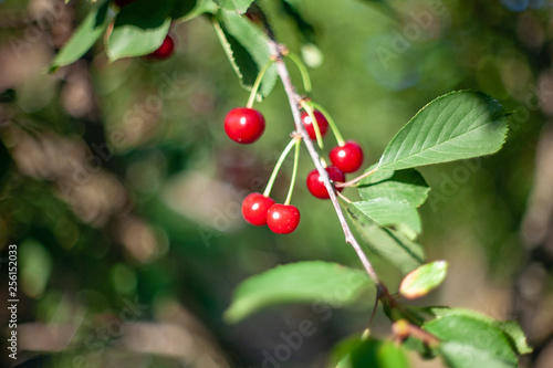 Cherries in the orchard