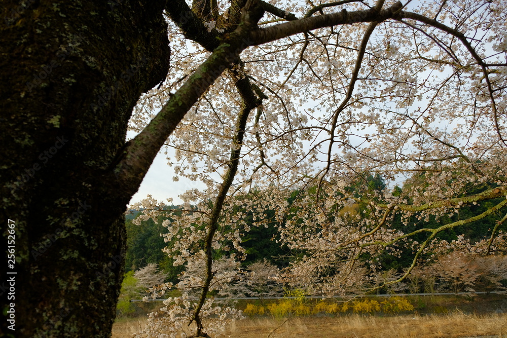 Naklejka premium 桜の木