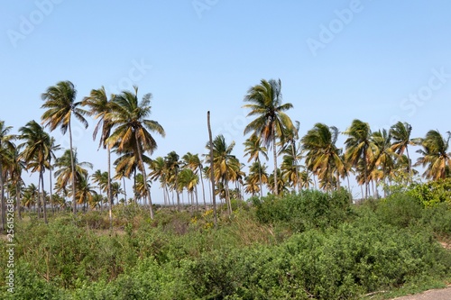 Wallpaper Mural Kokospalmen Torontodigital.ca