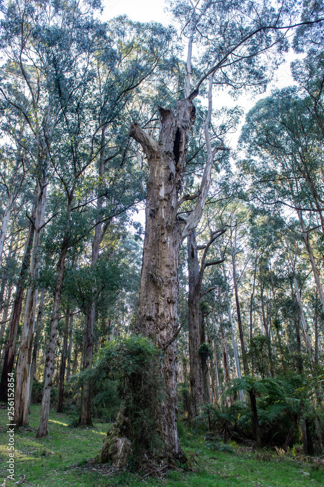 Fototapeta premium A tree in forest