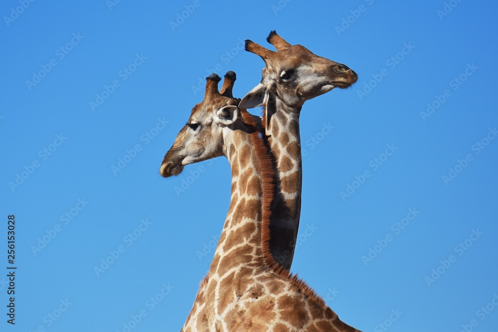 Fototapeta premium Zwei Giraffenbullen (giraffa camelopardalis) kämpfen im Kgalagadi Nationalpark in Südafrika