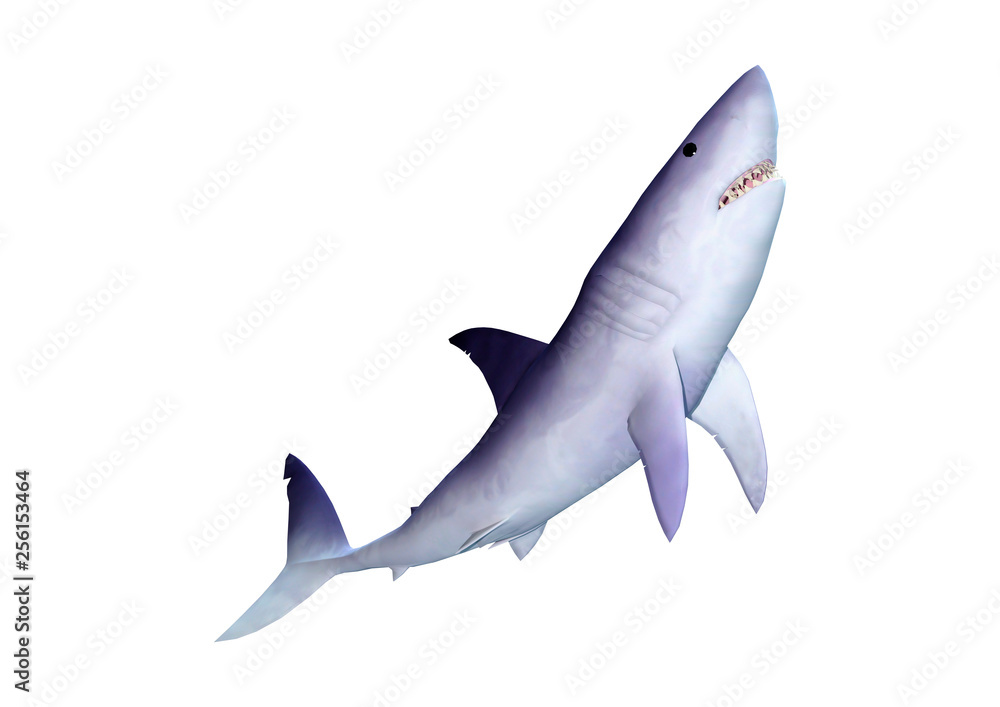 Fototapeta premium 3D Rendering Shark on White