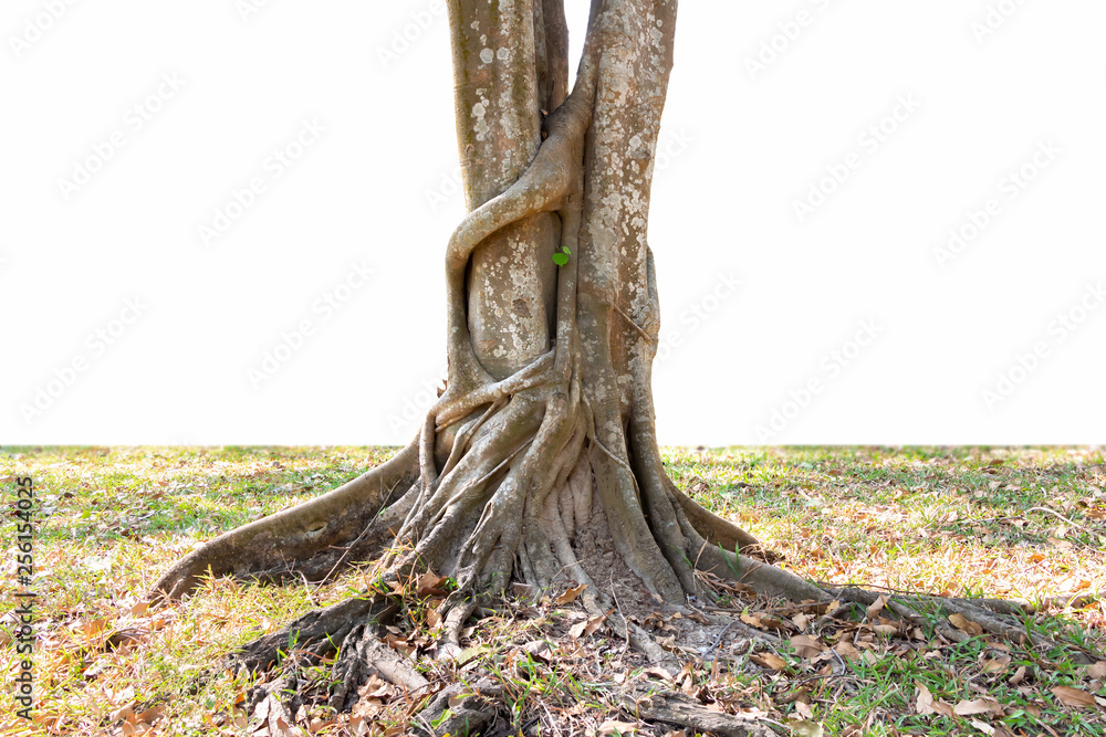 Trunk and big tree roots spreading out beautiful in the tropics. The ...
